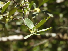 Ilex discolor tolucana
