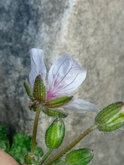Erodium