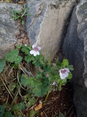 Erodium