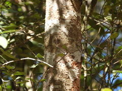 Ilex discolor tolucana