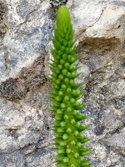Umbilicus rupestris