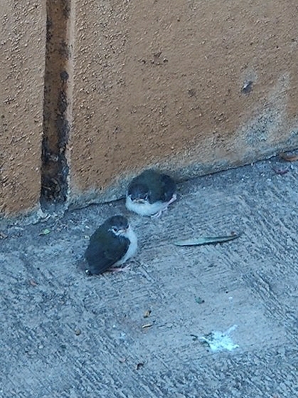 Common Tailorbird
