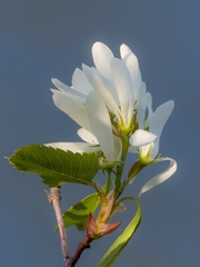 Amelanchier cusickii