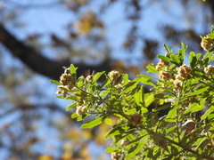 Baccharis heterophylla
