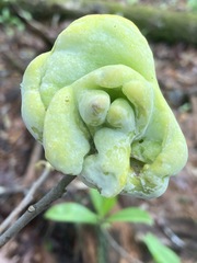 Exobasidium symploci