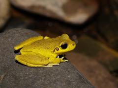 Ranoidea lesueuri