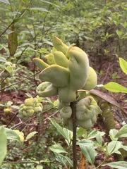 Exobasidium symploci