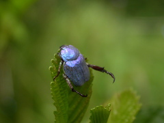 Hoplia coerulea
