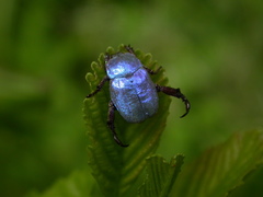 Hoplia coerulea