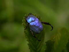 Hoplia coerulea