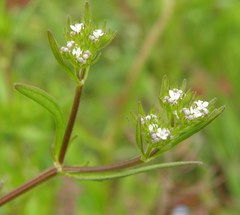 Valerianella dentata