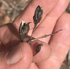 Pyrrhia aurantiago