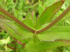 Valerianella dentata