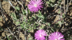 Trichodiadema rogersiae