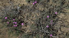 Trichodiadema rogersiae