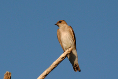 Stelgidopteryx serripennis