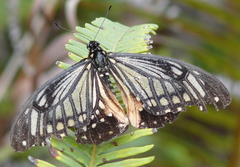 Papilio agestor