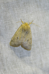 Enargia abluta