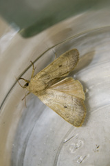 Enargia abluta