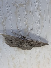 Melanolophia imitata