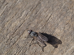 Leucophora