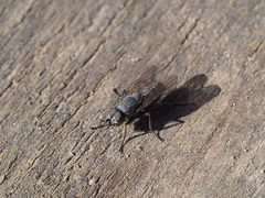 Leucophora