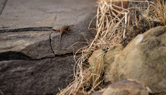 Trachylepis variegata