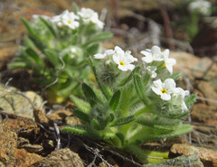 Amsinckiopsis kingii