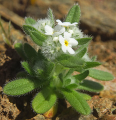 Amsinckiopsis kingii