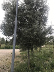 Olea europaea