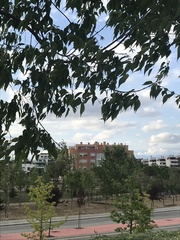 Celtis australis