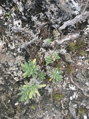 Tournefortia gnaphalodes