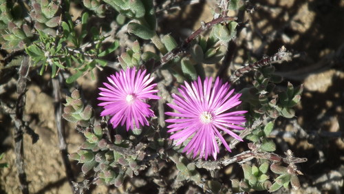 Rogers Crownfig (Trichodiadema rogersiae)