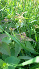 Lamium album