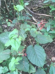 Clerodendrum buchananii
