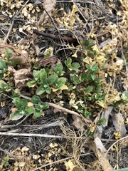 Polycarpon tetraphyllum tetraphyllum