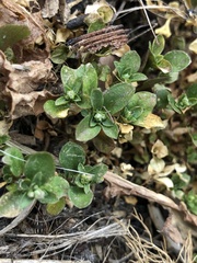 Polycarpon tetraphyllum tetraphyllum