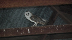 Tyto alba poensis