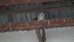 Tyto alba poensis