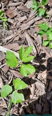 Angiospermae