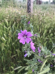 Malva sylvestris