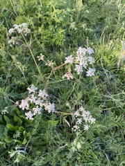 Anthriscus sylvestris