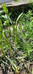 Angiospermae