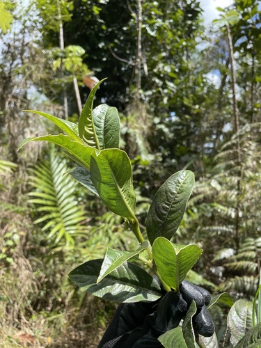 Lasianthus lanceolatus