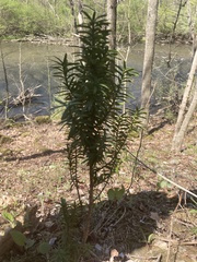 Taxus canadensis