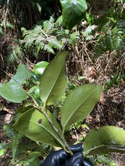 Coccoloba swartzii