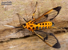 Mesothen flavicostata