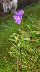 Viola montcaunica