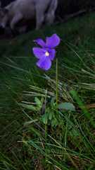 Viola montcaunica