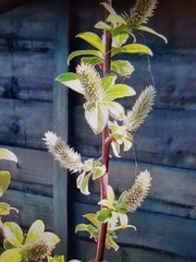 Salix